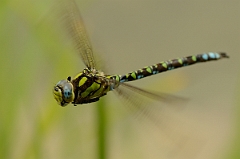David Plant Photography - Wildlife Photography - Southern hawker - D